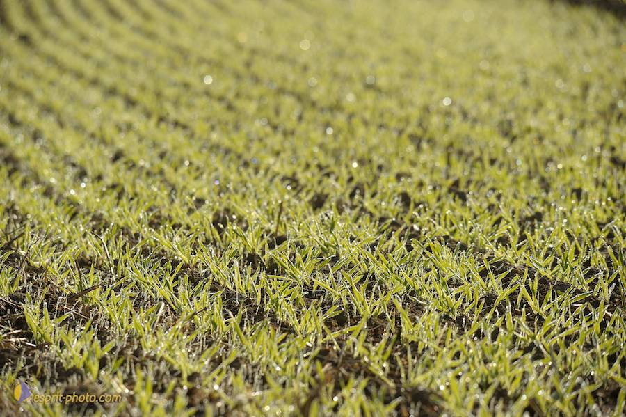 Nom de l'image : D30083135_1_(c)Norbert-JUNG — Description :